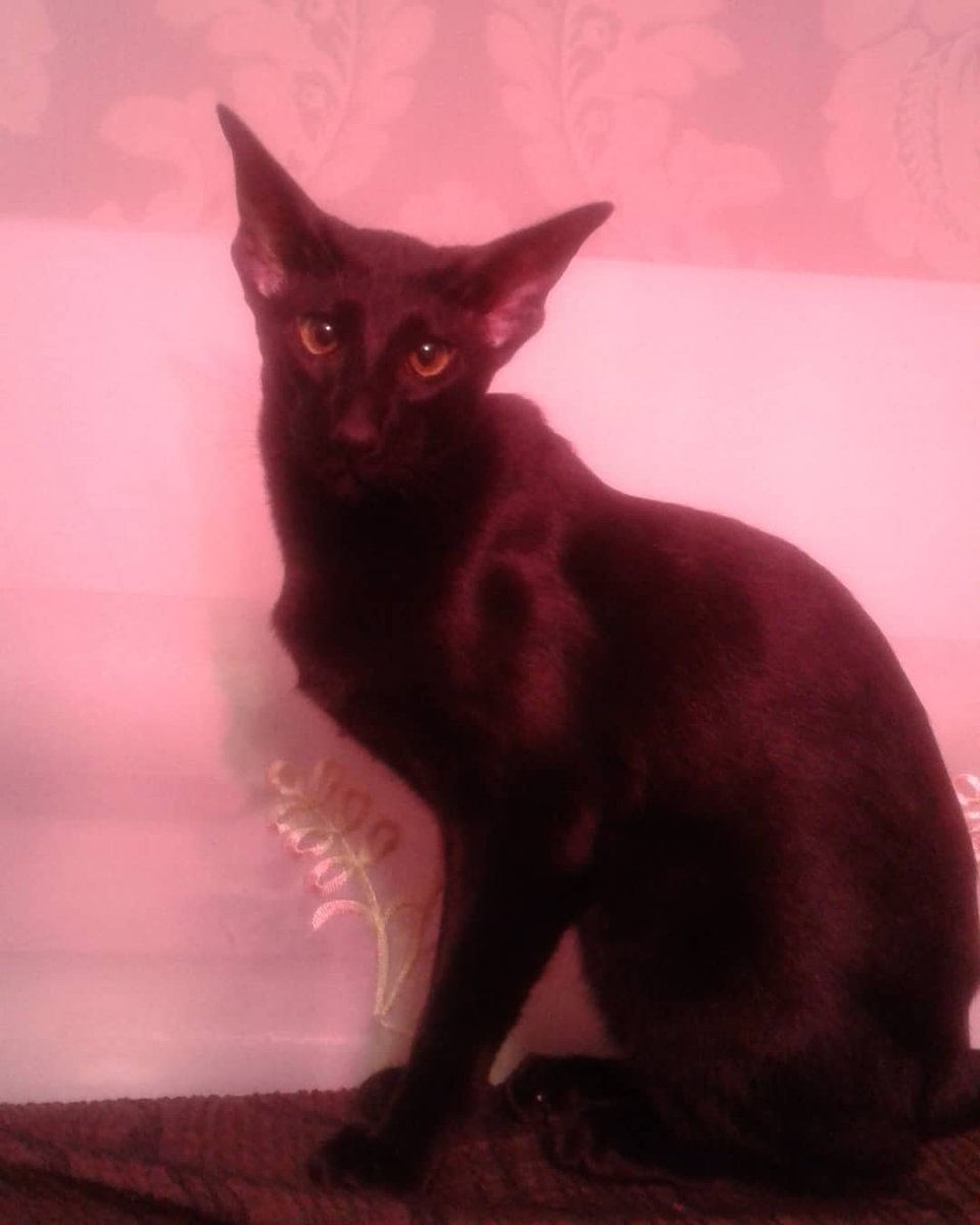 Метис канадского сфинкса