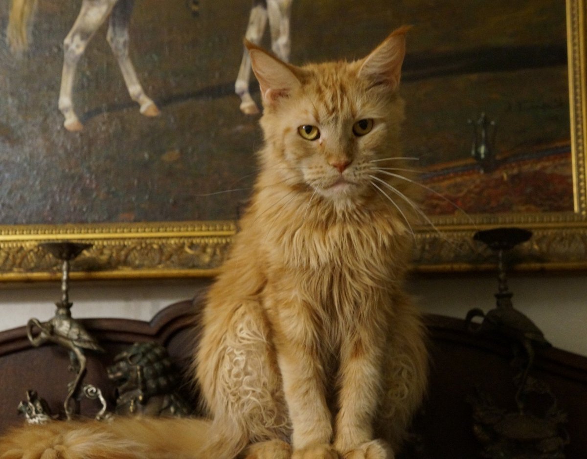 Метис Мейн куна и сфинкса