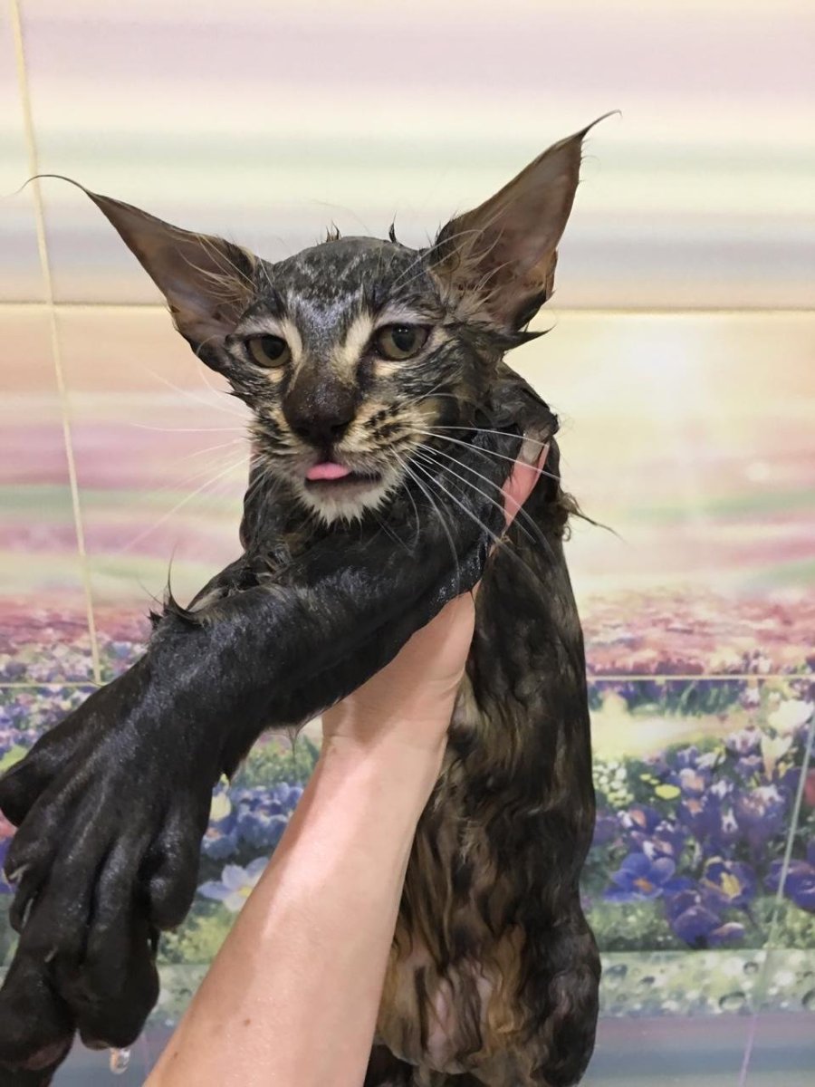 Метис сфинкса и Мейн кун