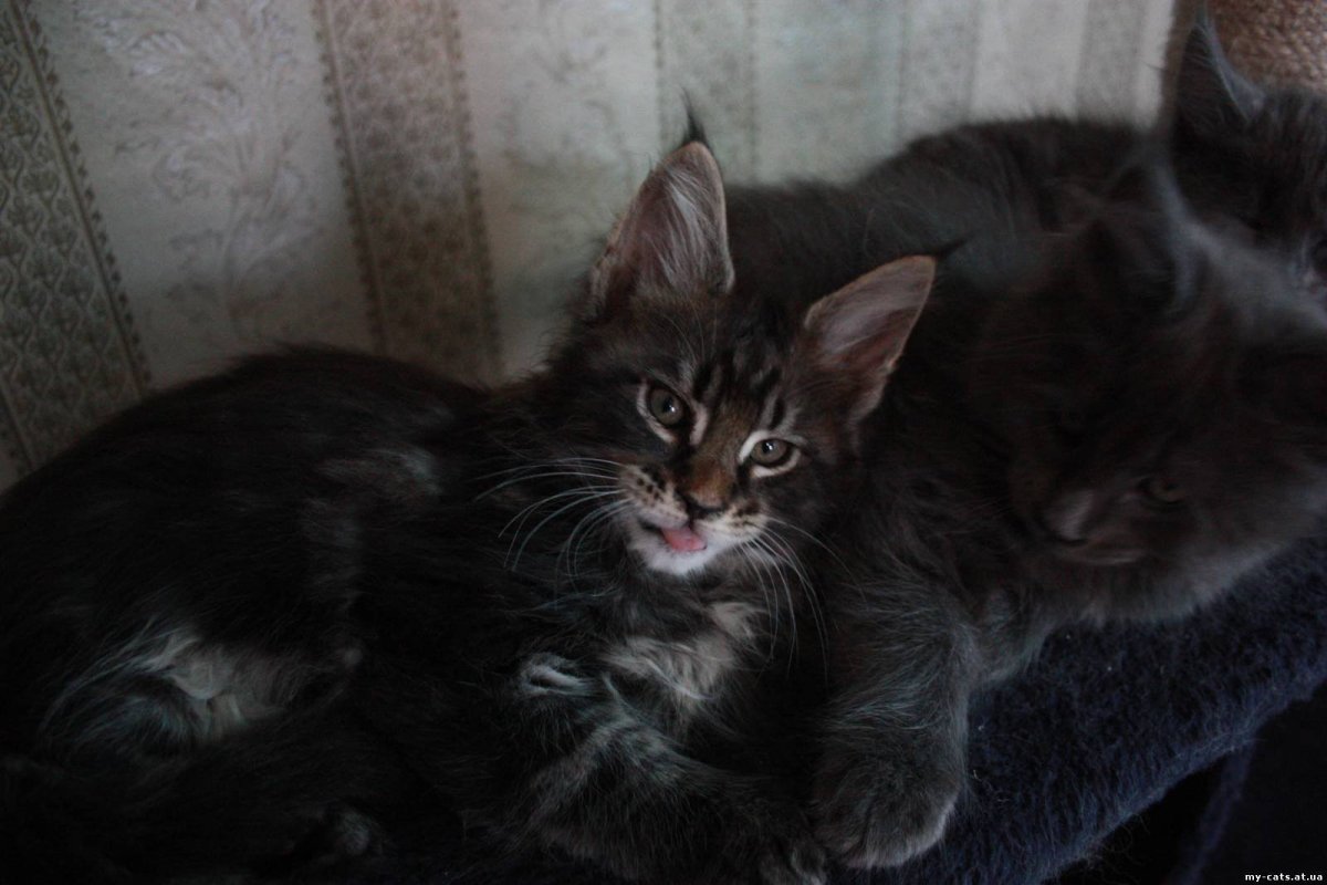 Помесь сфинкса с пятишермтной кошкой