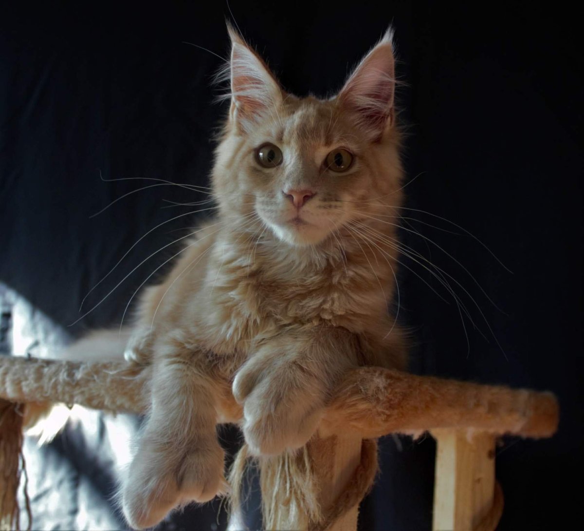 Метис Мейн куна и сфинкса