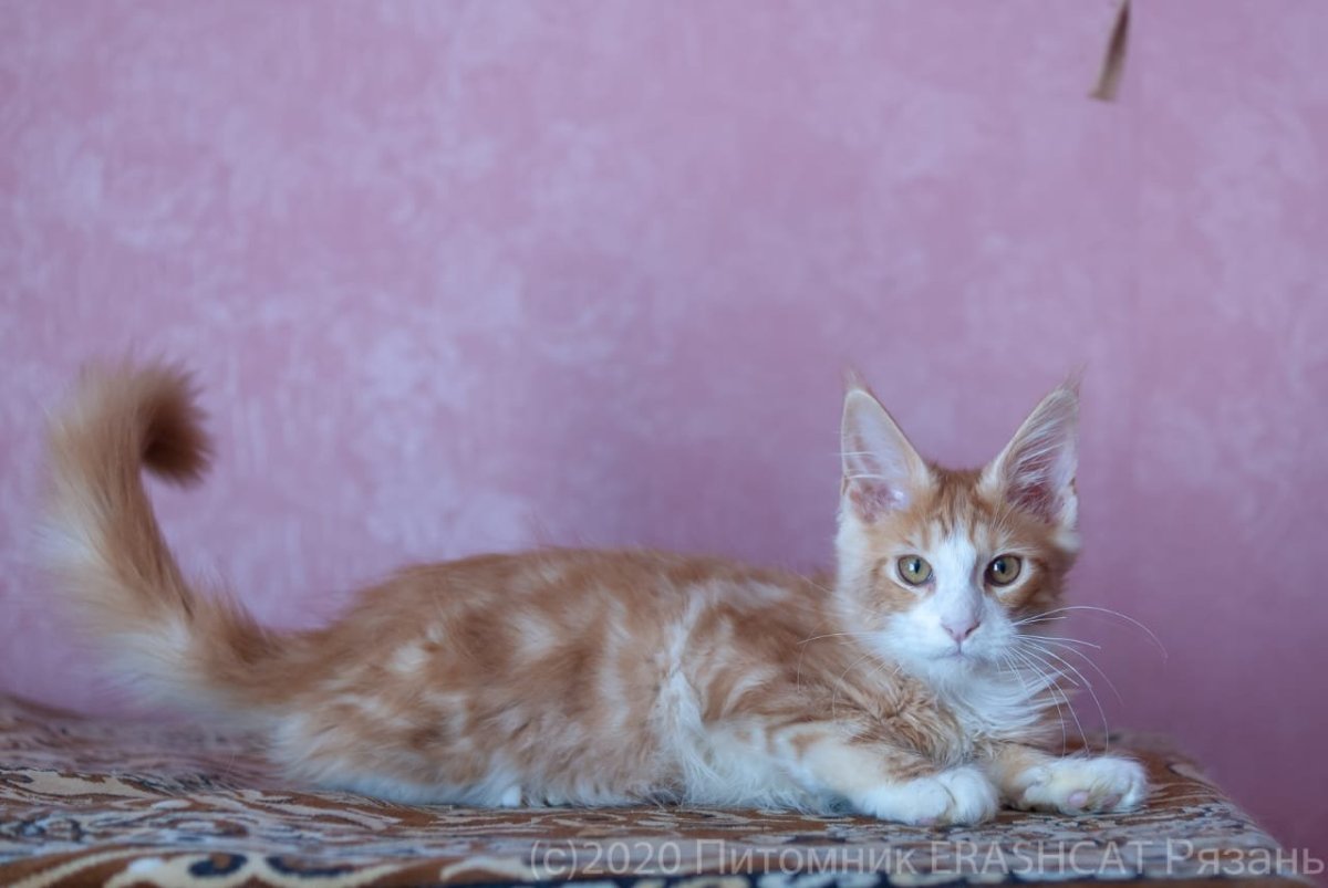 Ориентал и Мейн кун метис