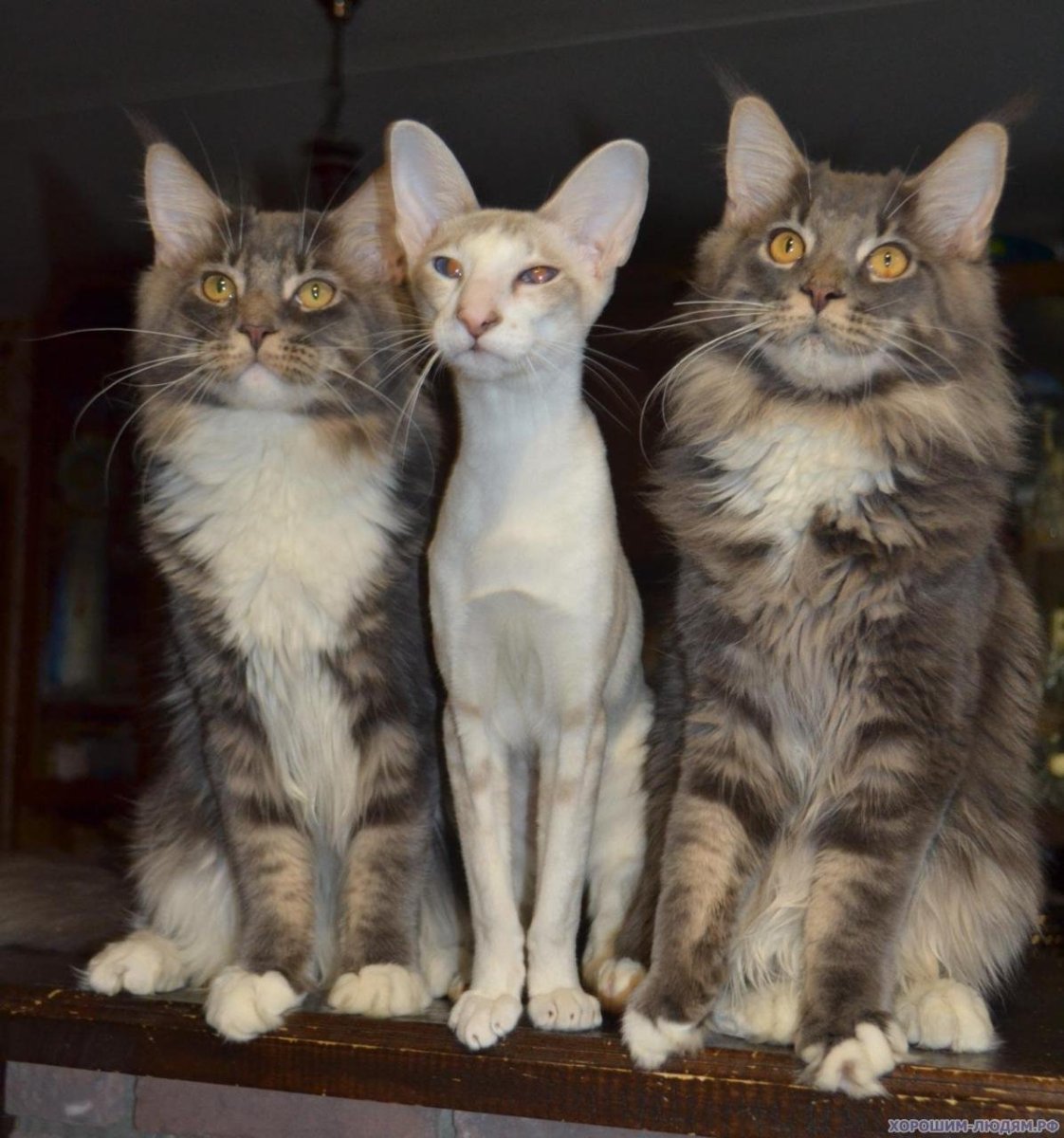 Мейн кун и обычный кот