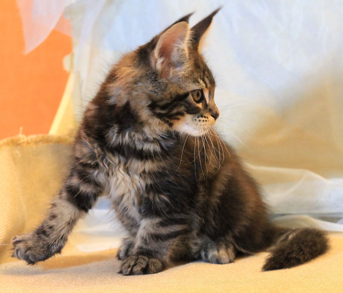 Мейн кун и сфинкс помесь