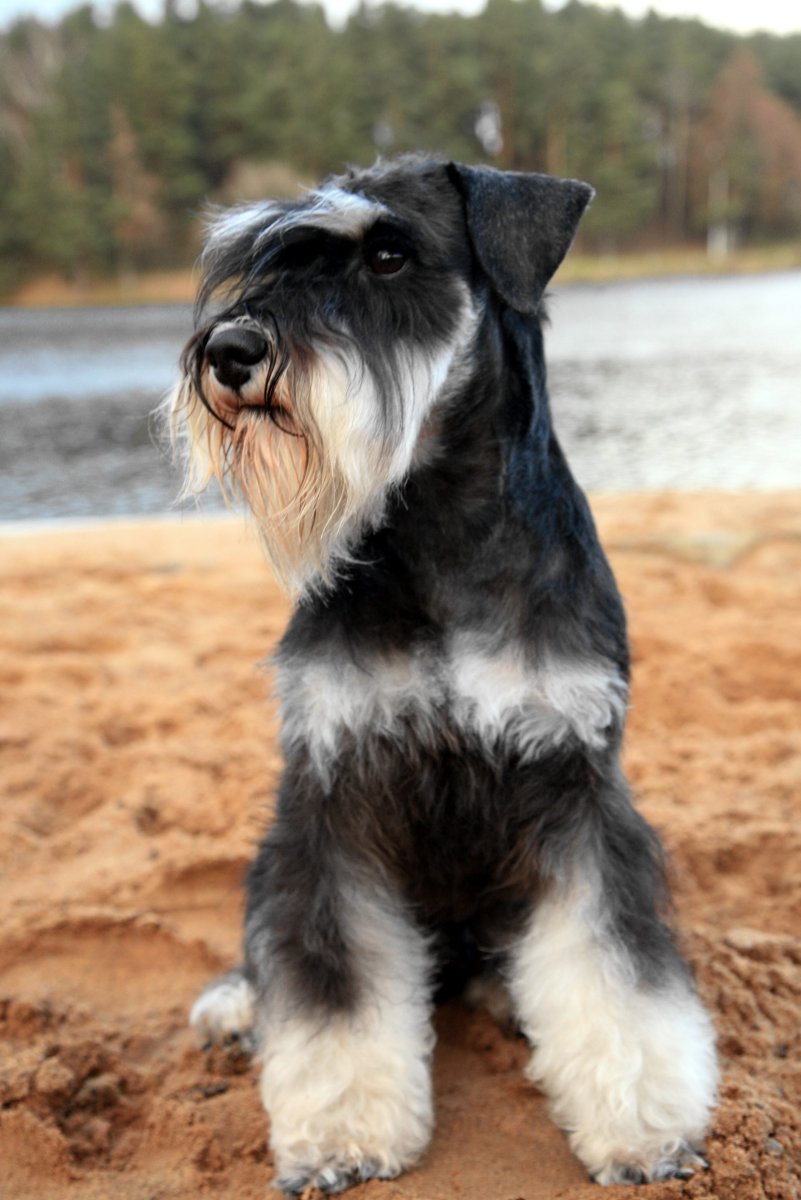 Порода собак Цвергшнауцер