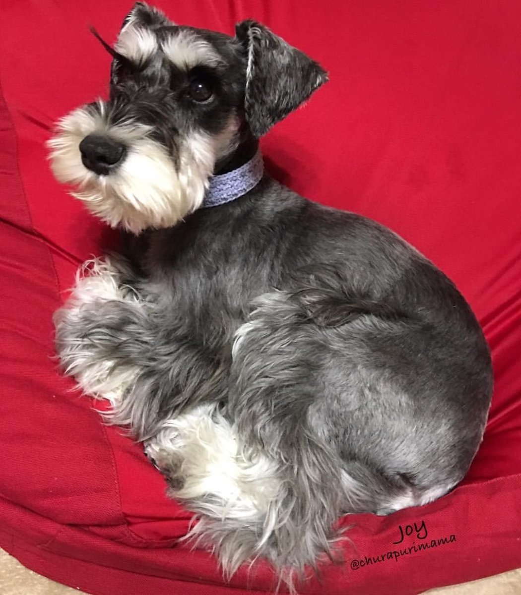 Цвергшнауцер гладкошерстный