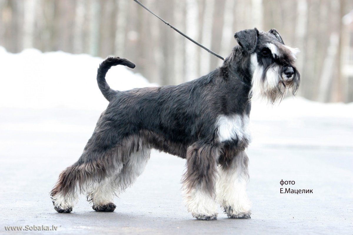 Цвергшнауцер Санта КНИРИС