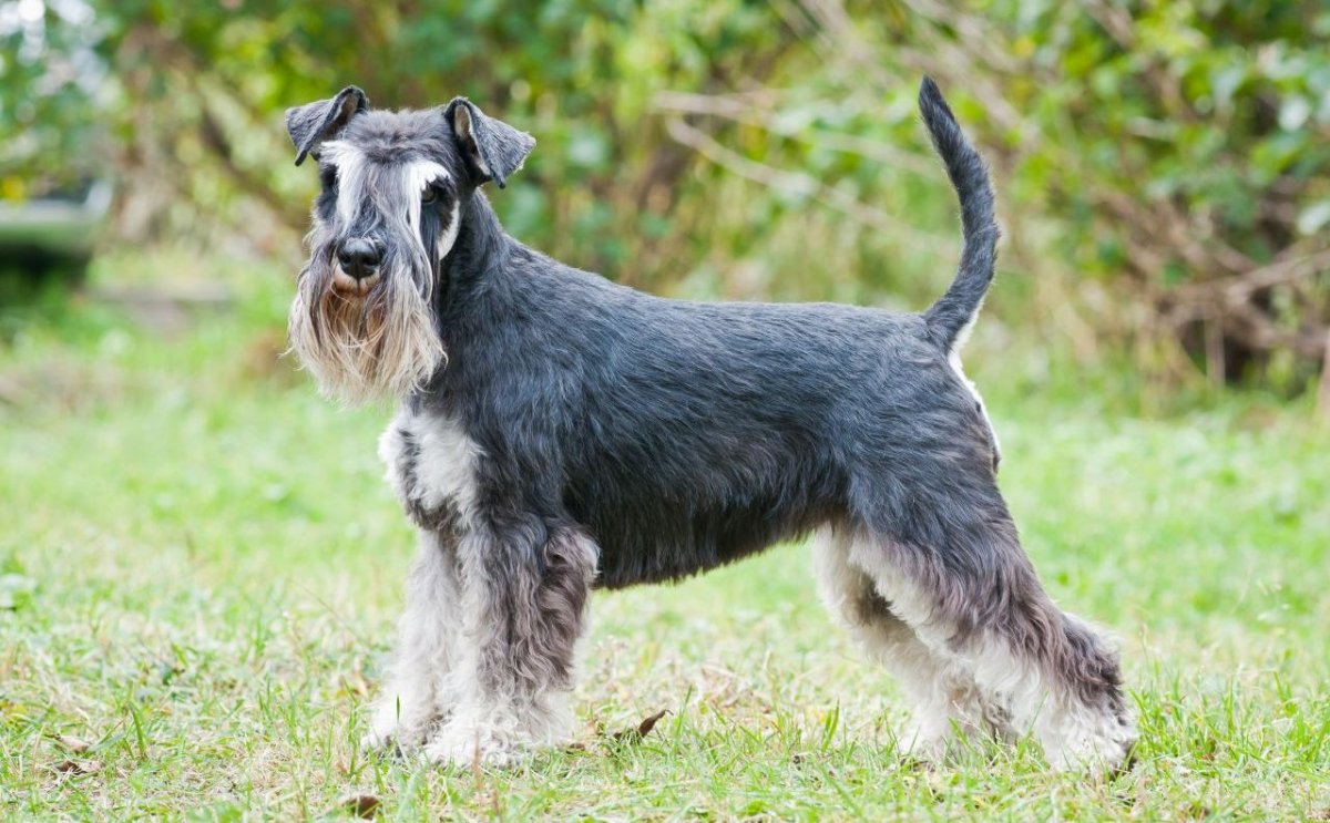 Мадагаскарский цверг