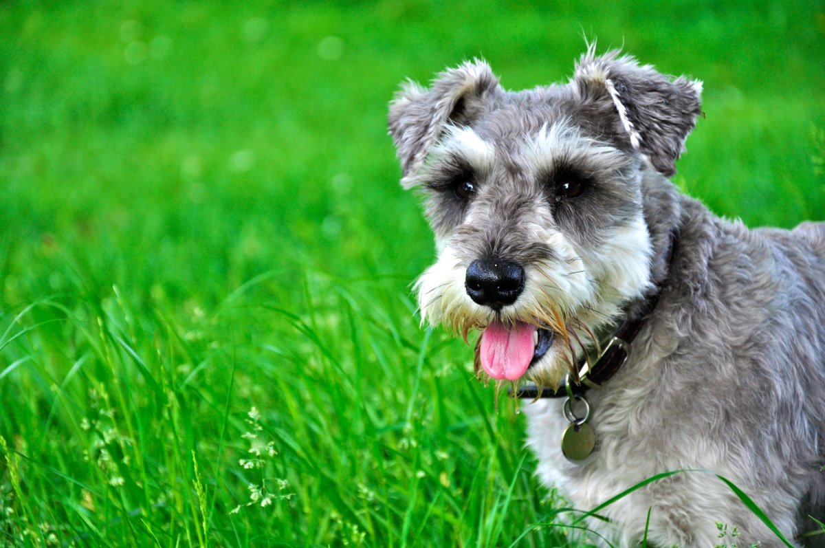 Порода собак Цвергшнауцер