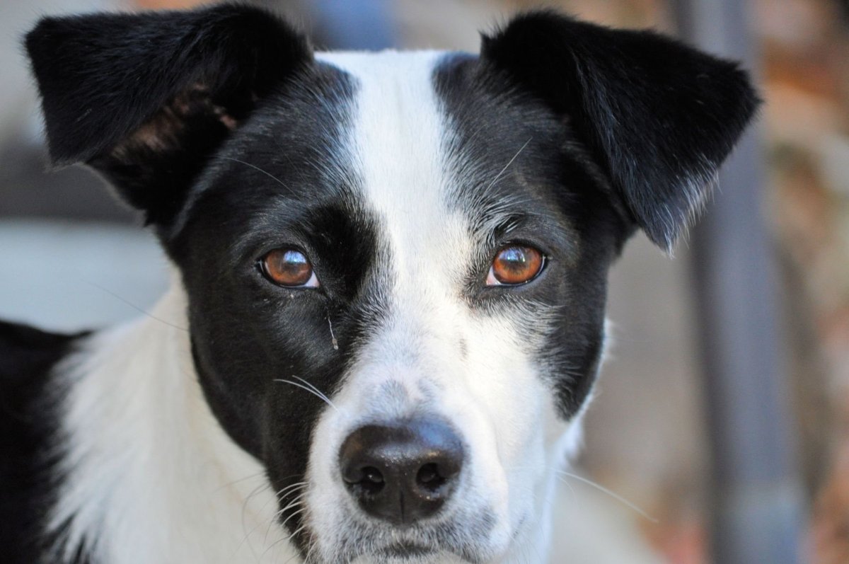 Шварц терьер