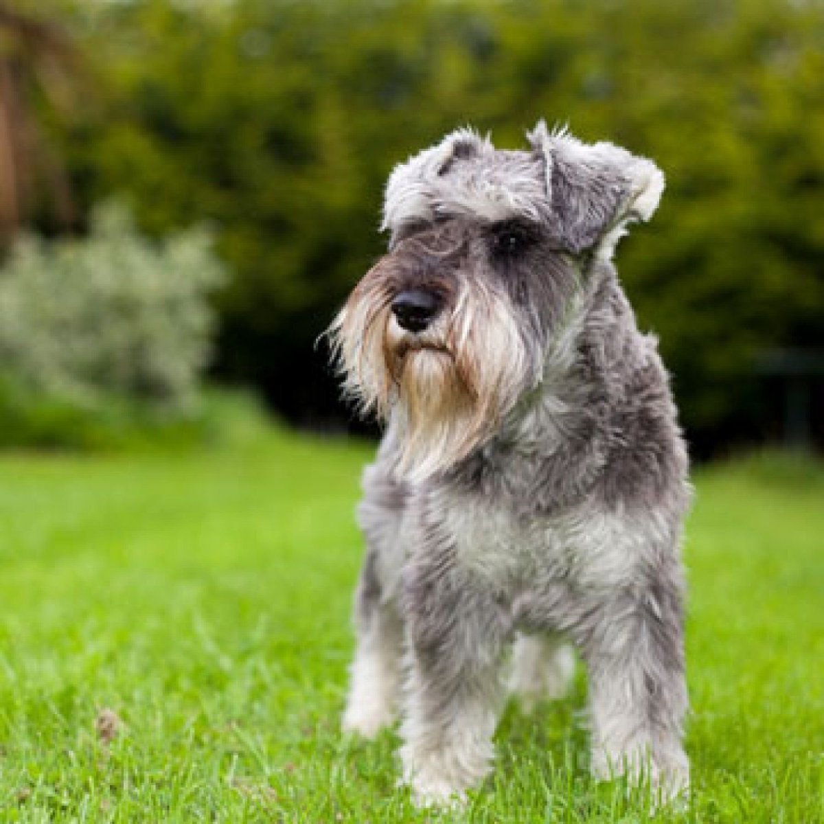 Цвейг терьер