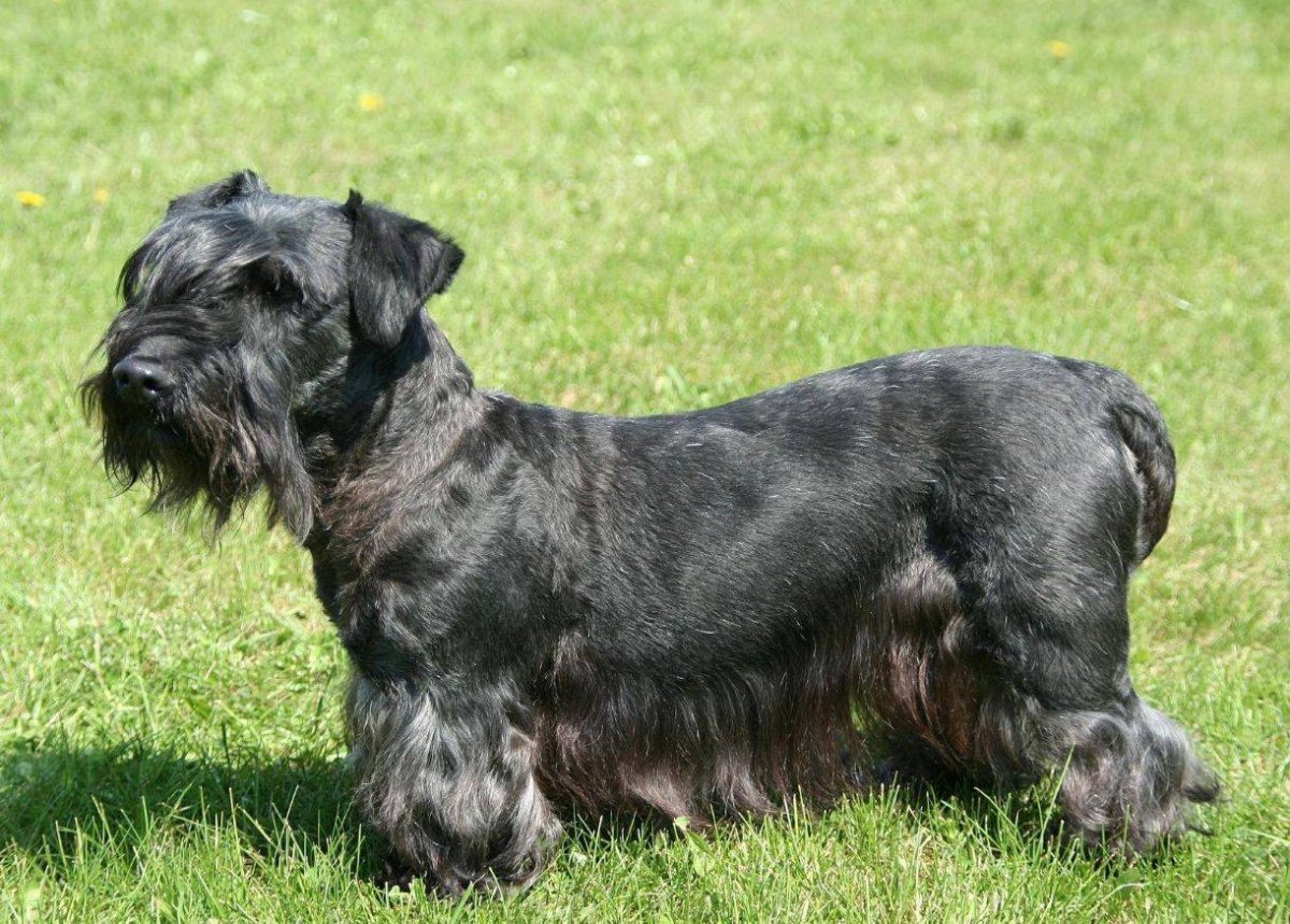 Чешский богемский терьер