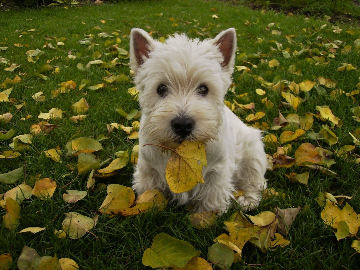 Белый терьер Вест хайленд