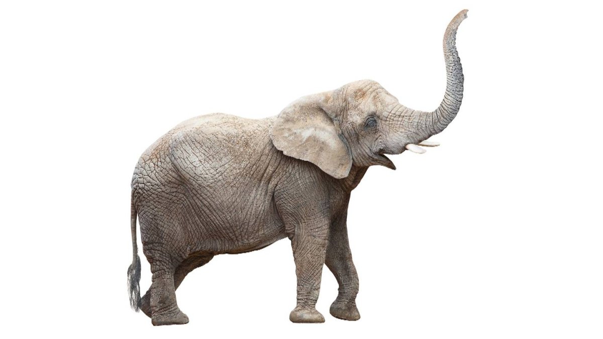 Слон на белом фоне