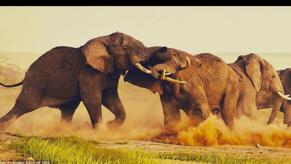 Бой слонов