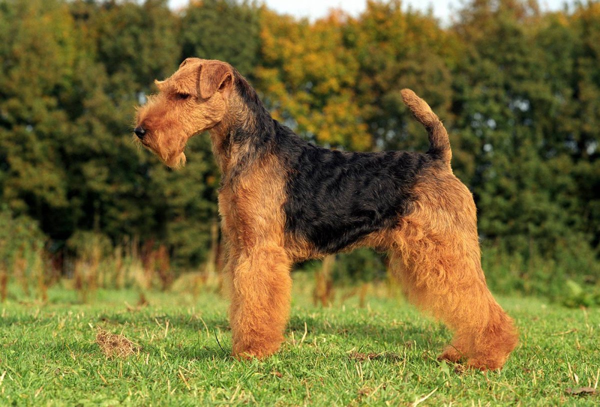 Вельштерьер (валлийский терьер)