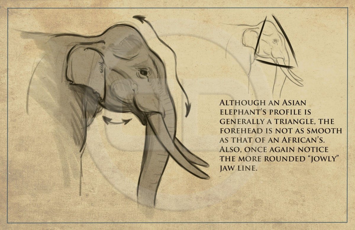 Слон референс