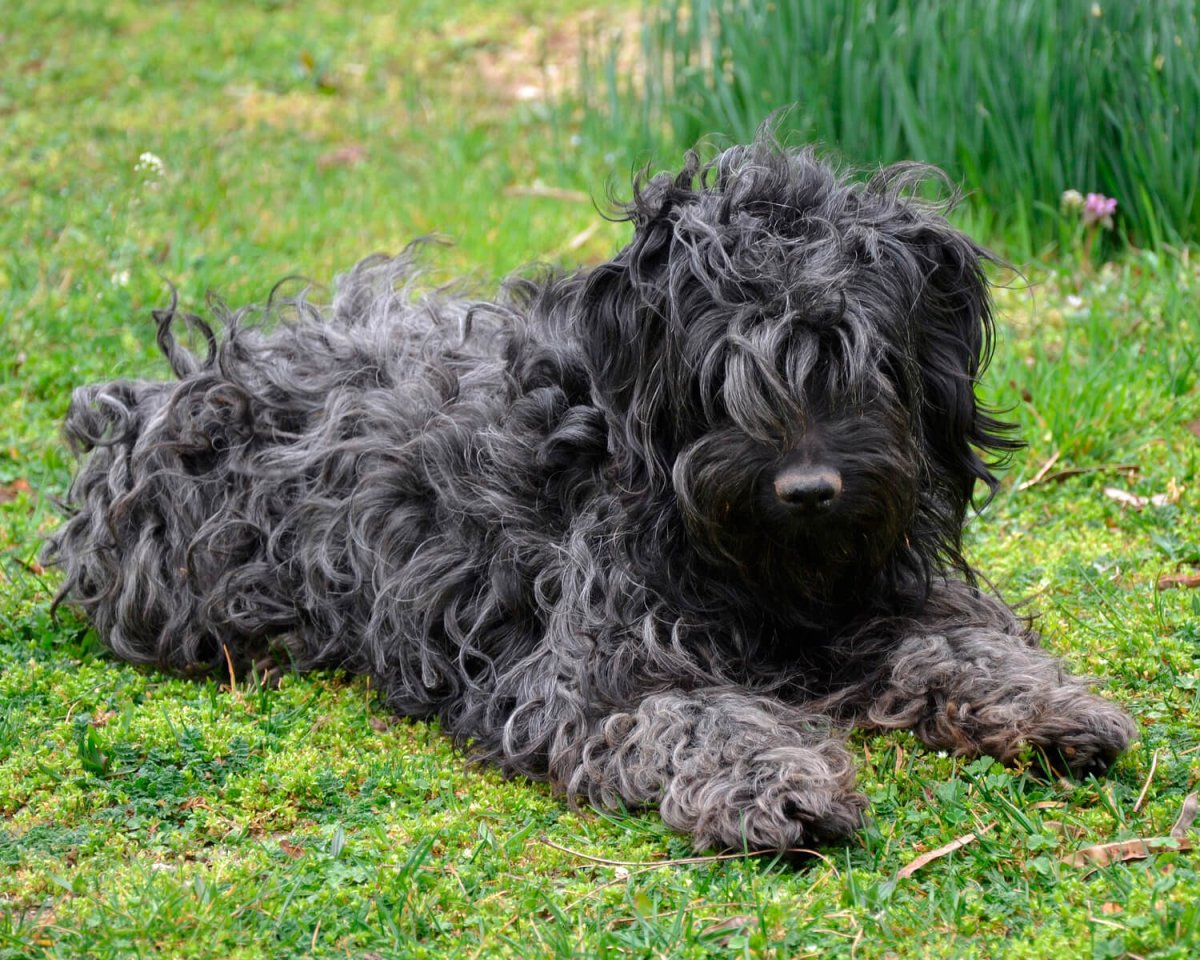 Венгерская овчарка Пуми