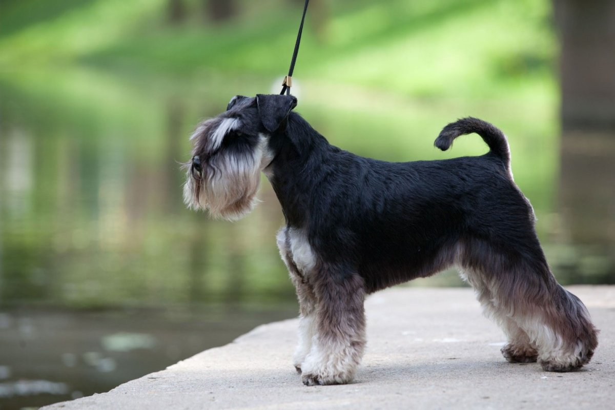 Цверг терьер