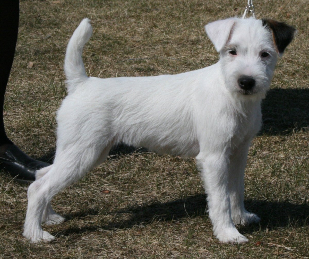 Парсон терьер жесткошерстный