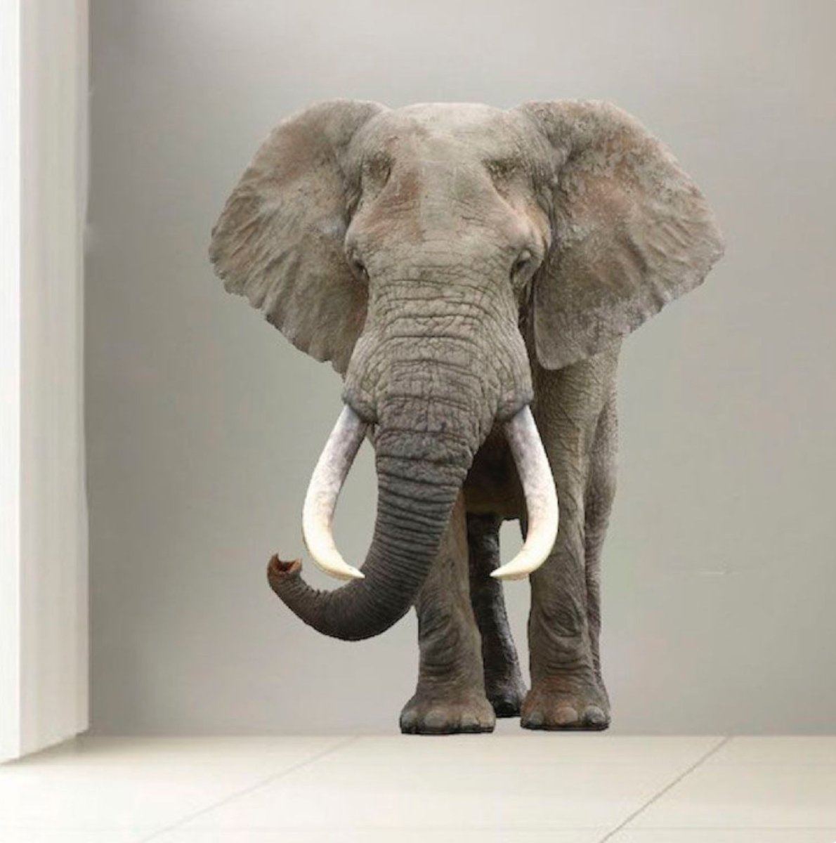 Слон из стены