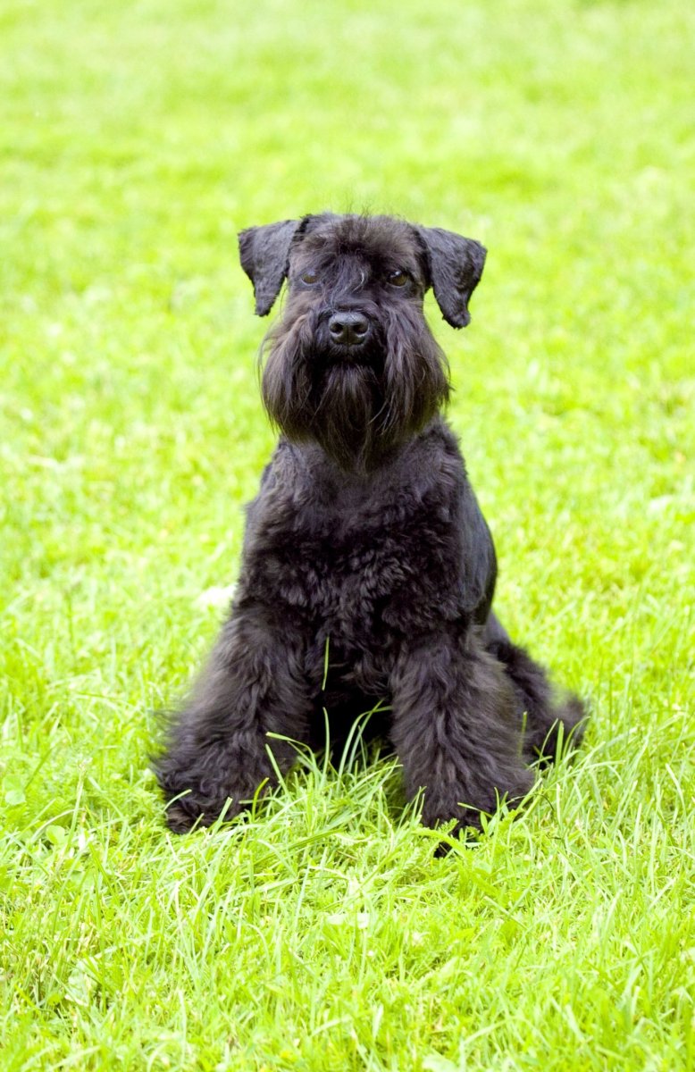 Цвейг шнауцер порода собак