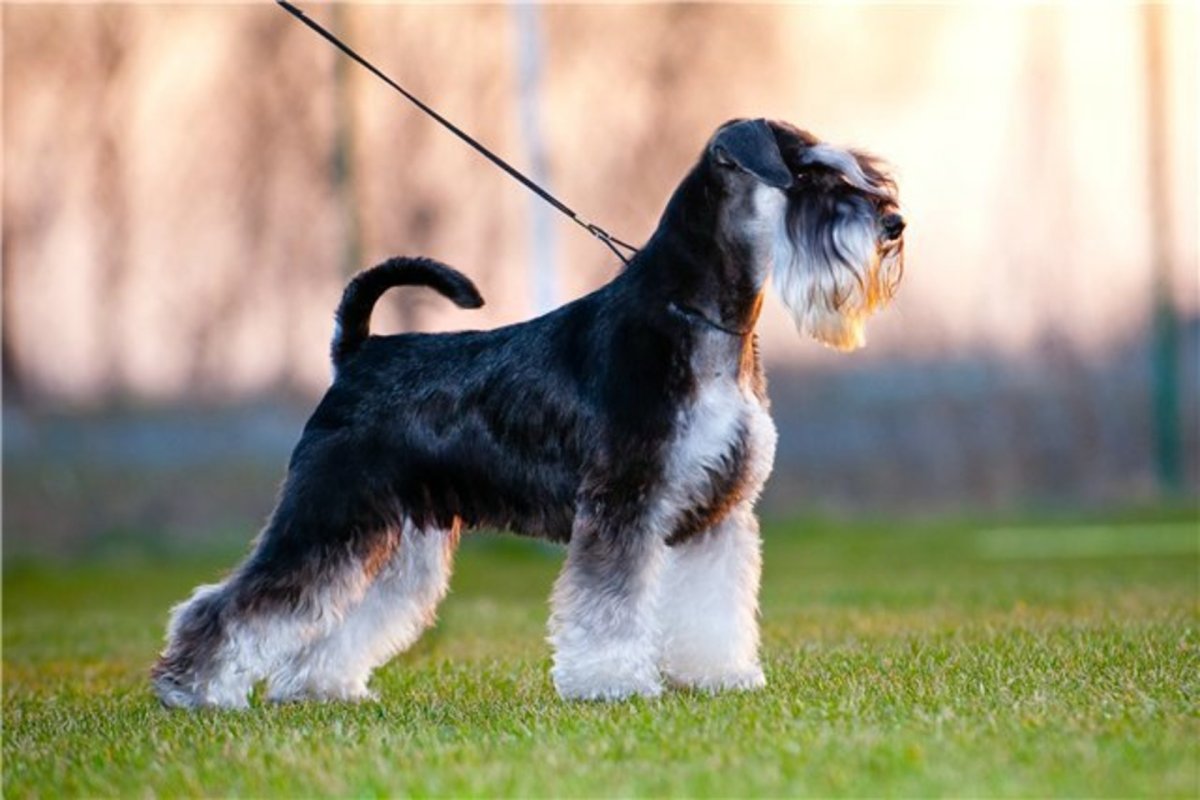 Цвергшнауцер мини