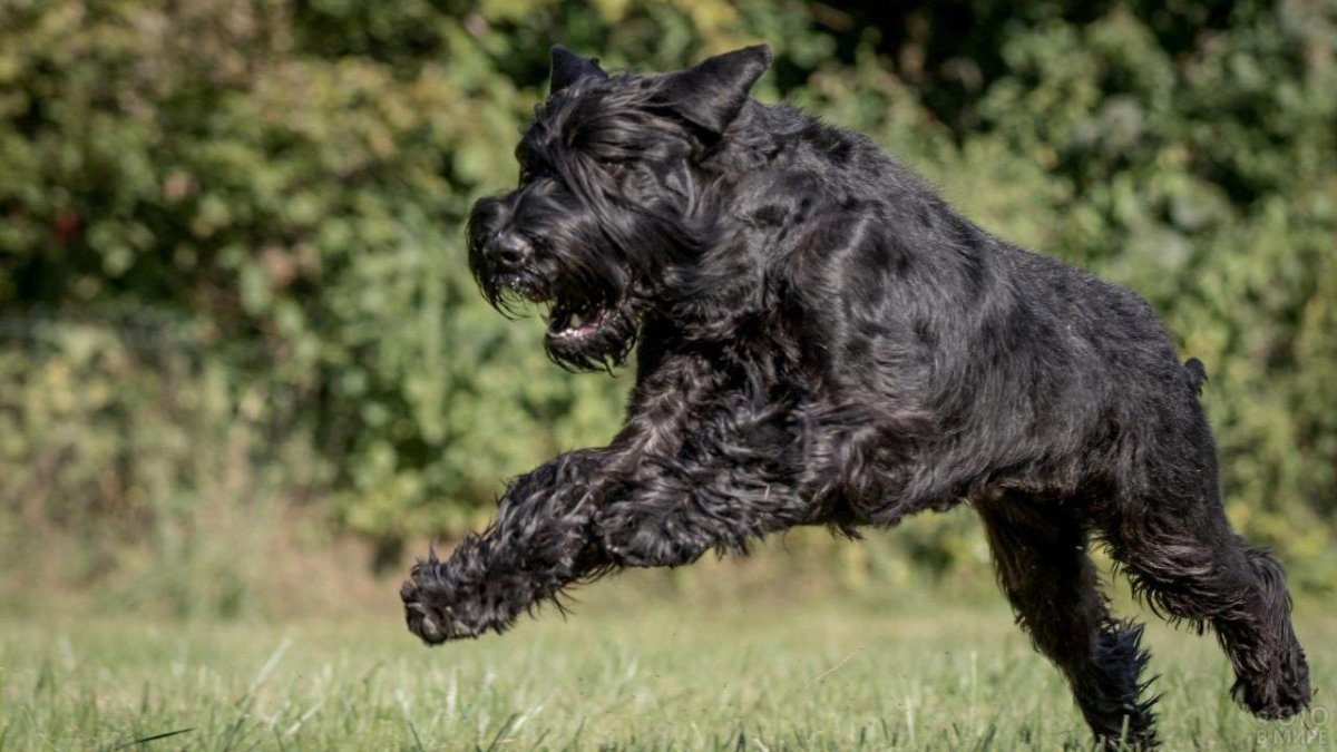 Ризер шнауцер