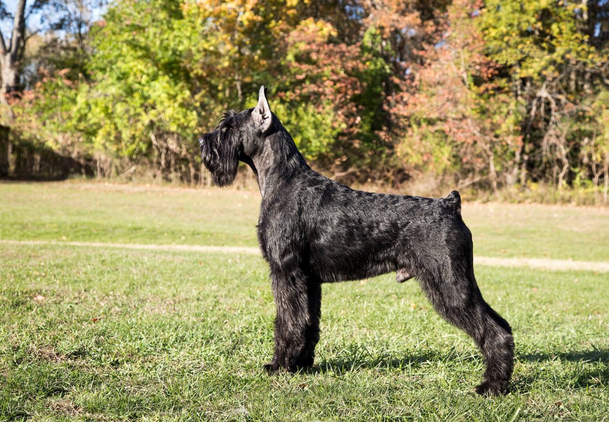 Ризеншнауцер / giant Schnauzer (181) к