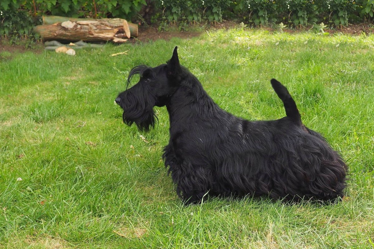 Шотландский вислоухий терьер