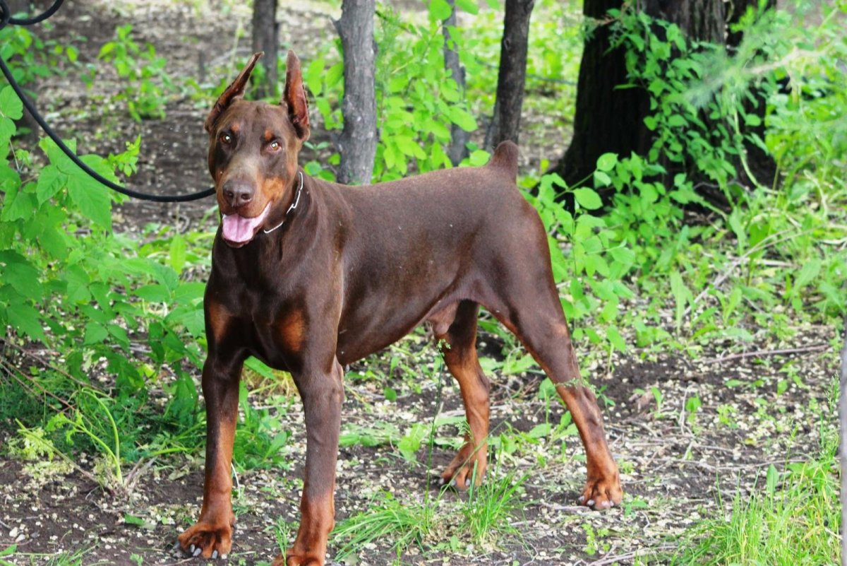 Скиф порода собак