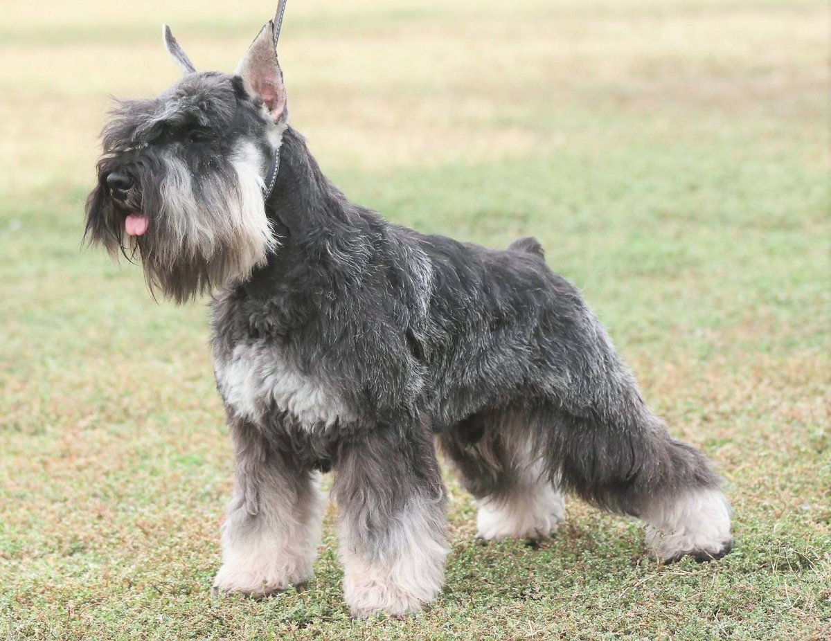 Цвингер шнауцер