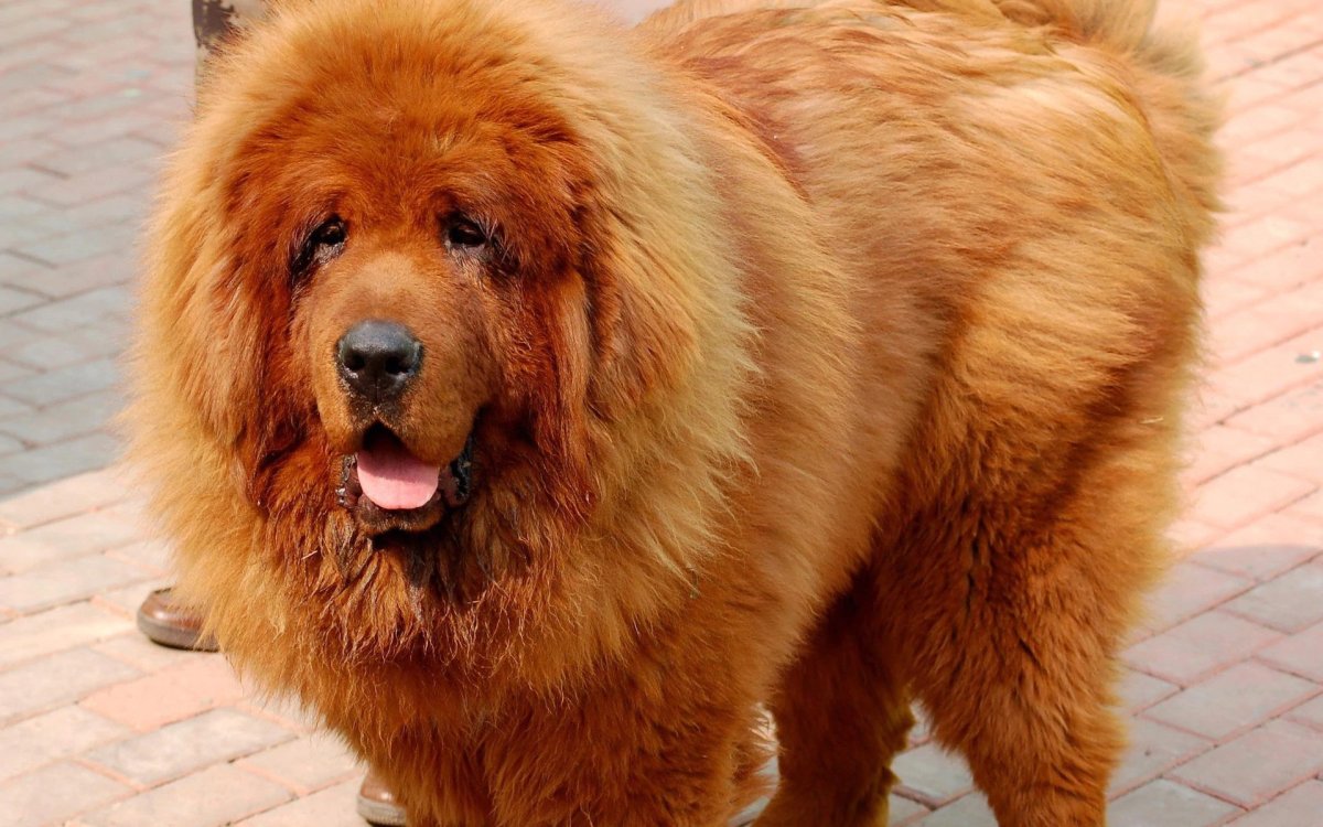 О тибетском мастифе Хон Донг