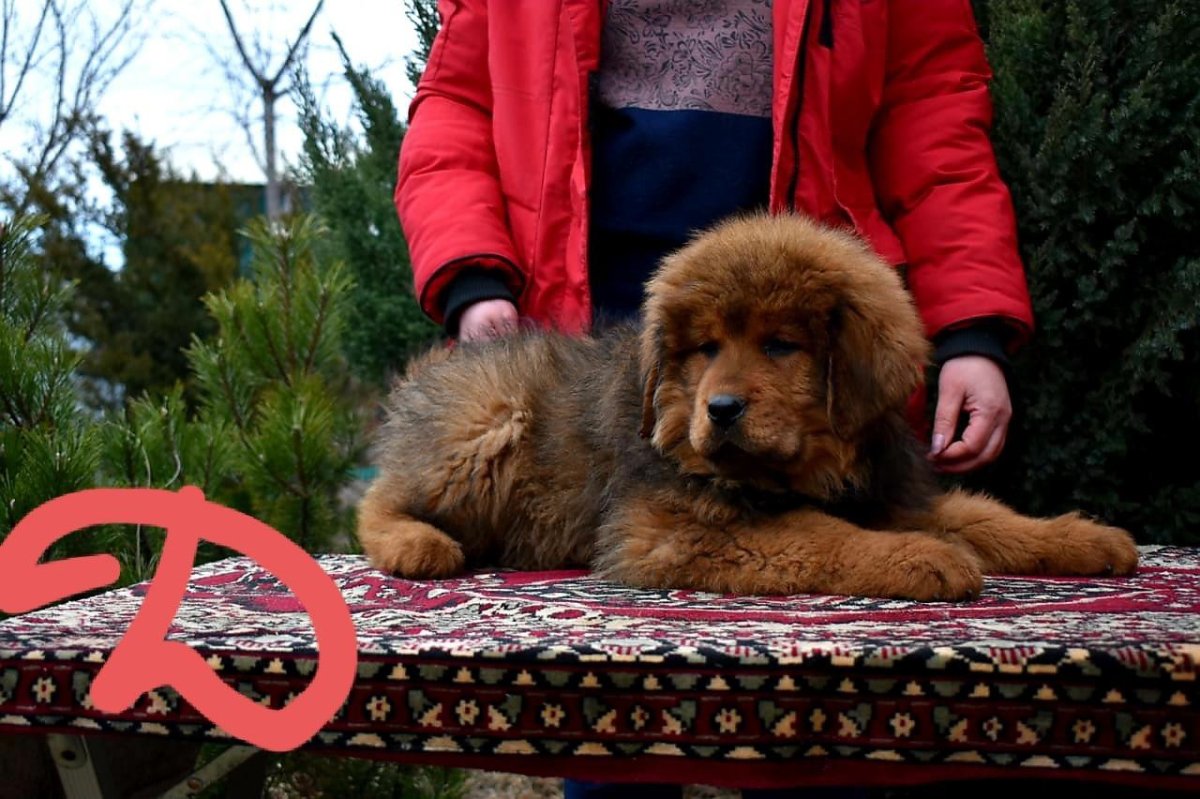 Тибетский мастиф Hong dong