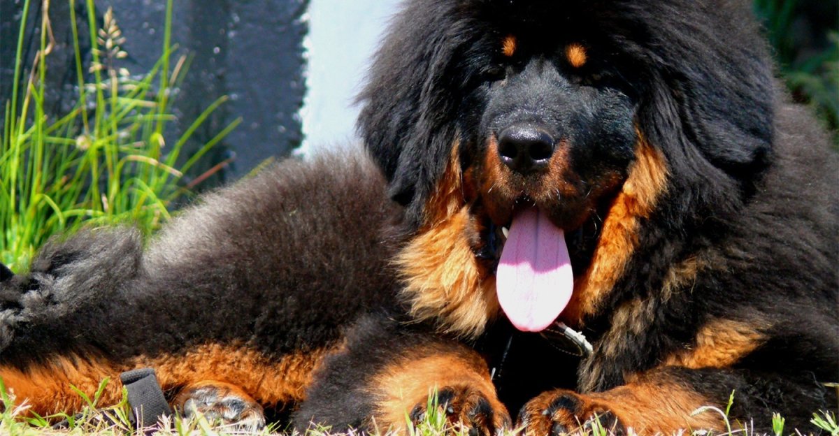 Тибетский мастиф великан