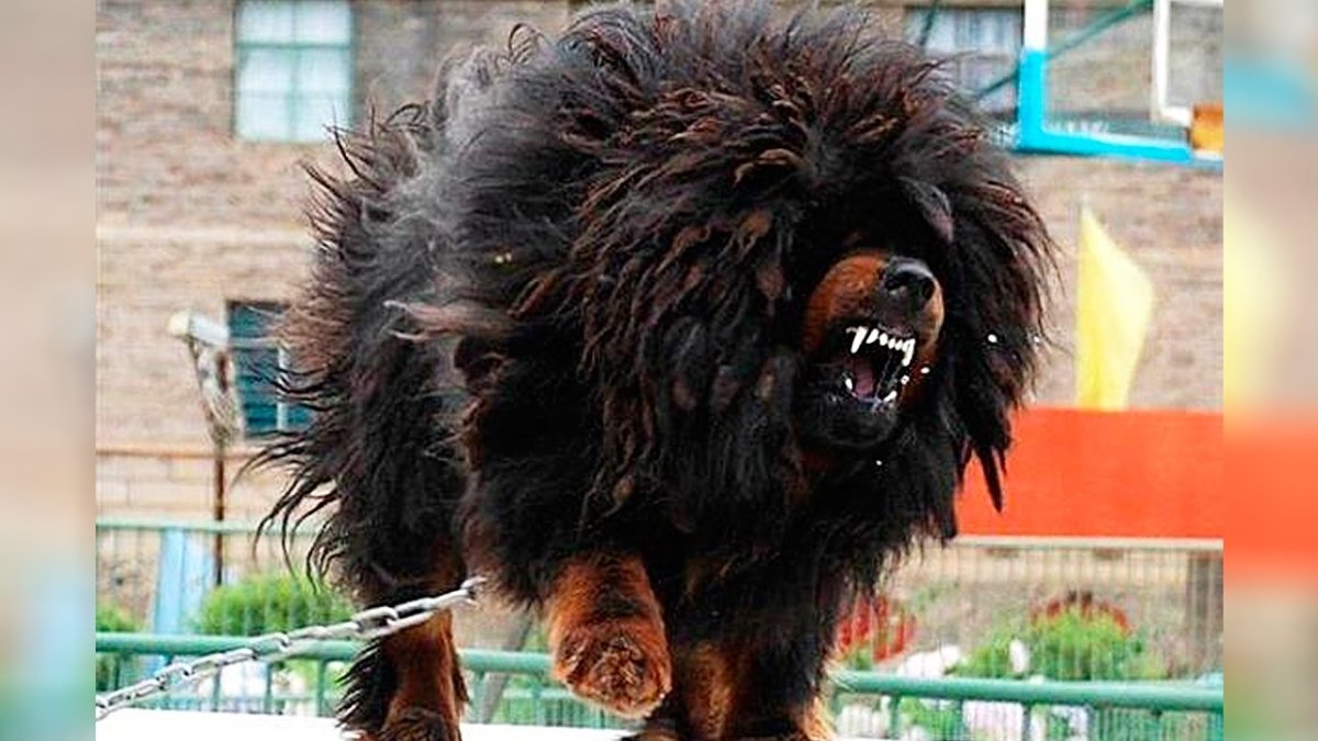 Мастиф Хонг Донг