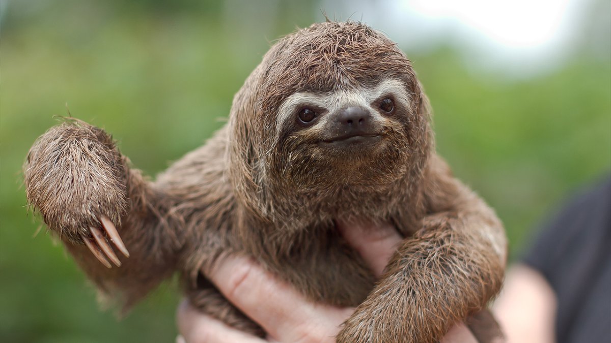 Животное похожее на ленивца