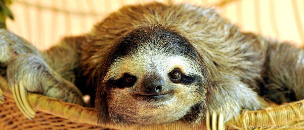 Ленивец и человек