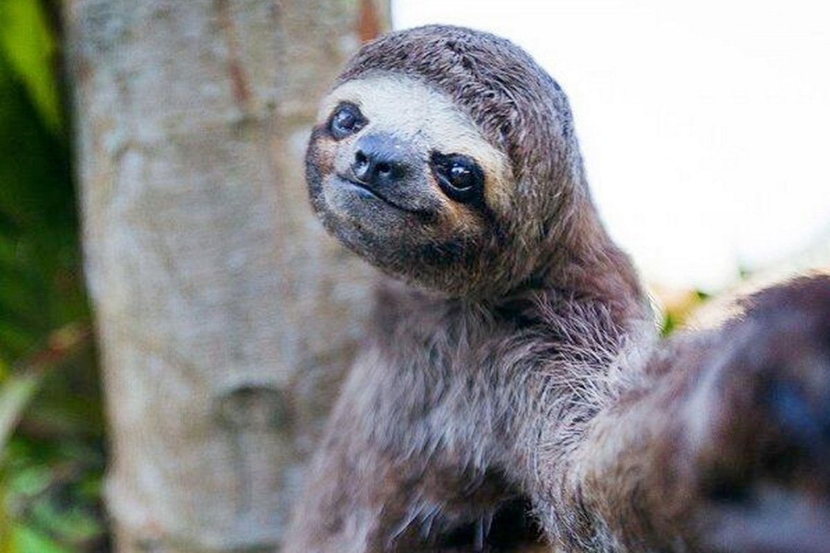 Животные тропического леса Ленивец