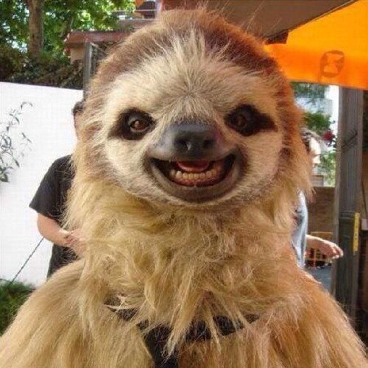 Ленивец роспись рисунок