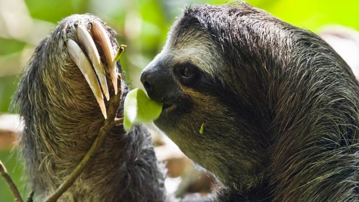 Рождение ленивца