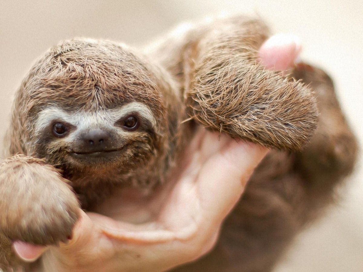 Плачущий Ленивец