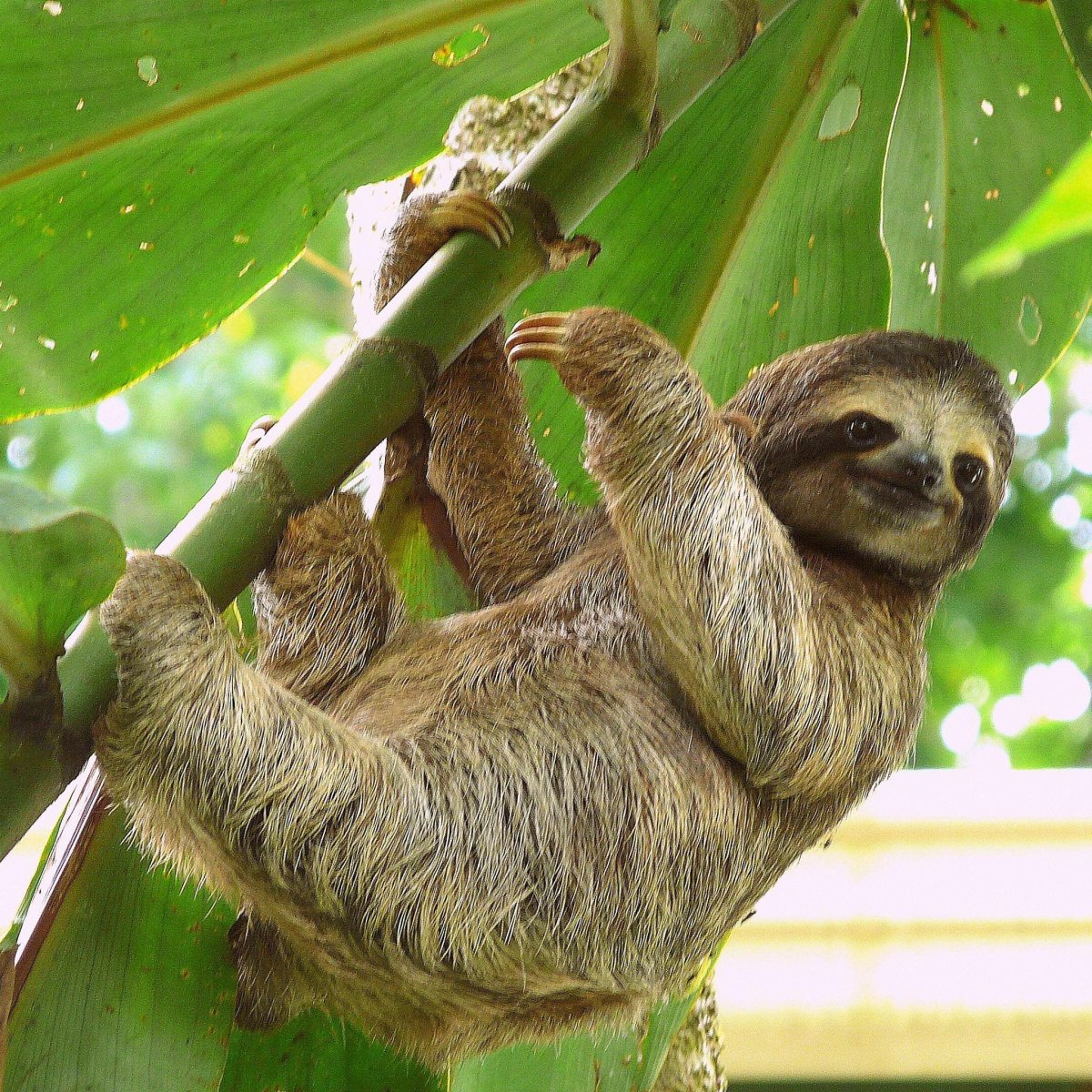 Лень животное