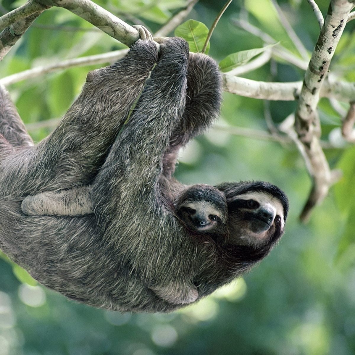 Маленький Ленивец