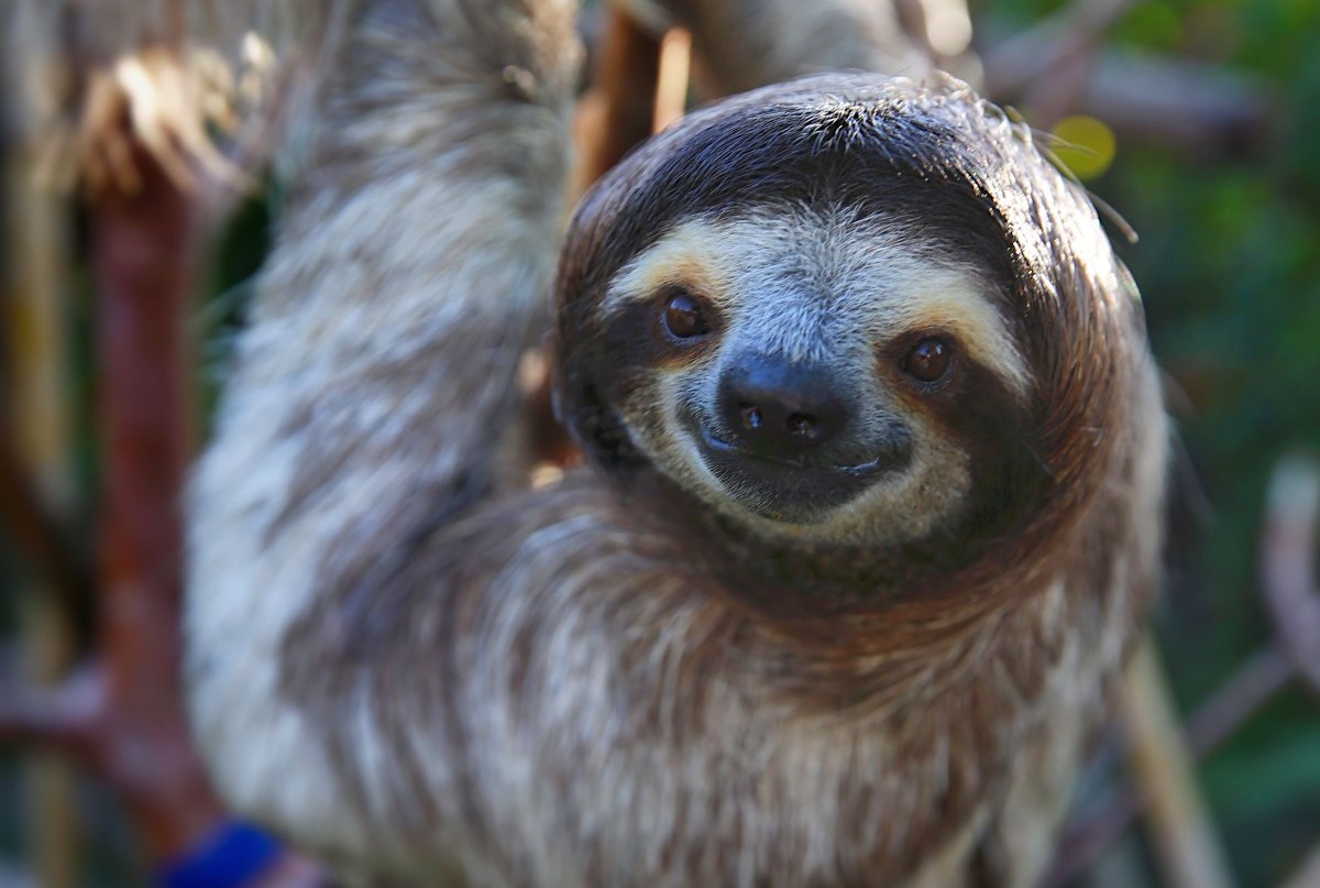 Ленивец обои