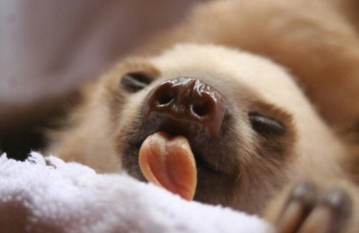 Спящий Ленивец