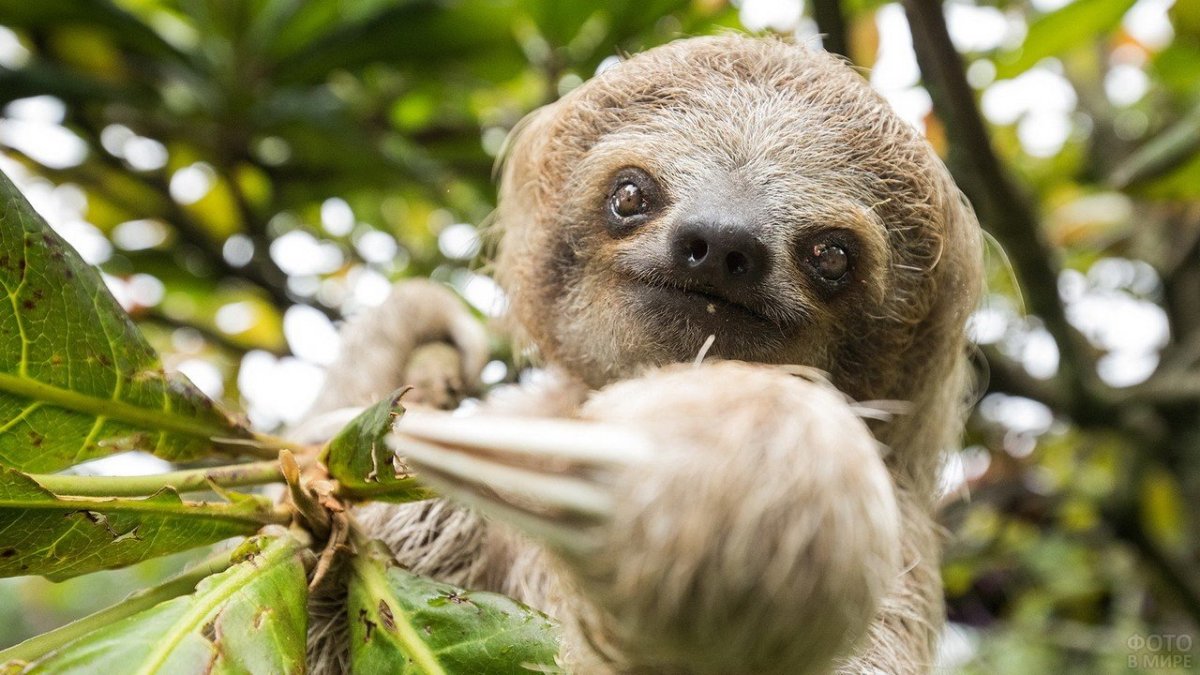 Ленивцев (bradypodidae