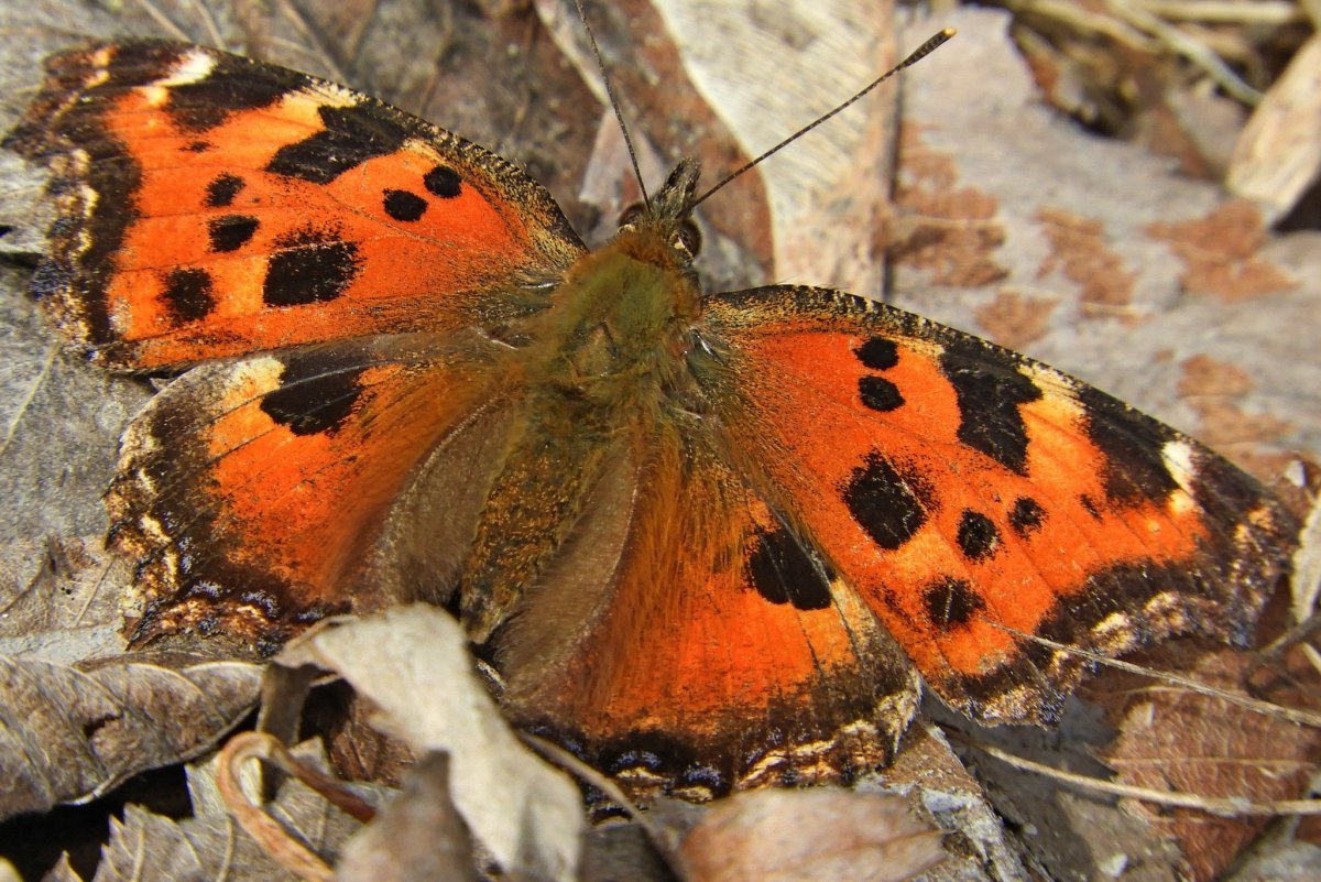 Бабочки Курской области
