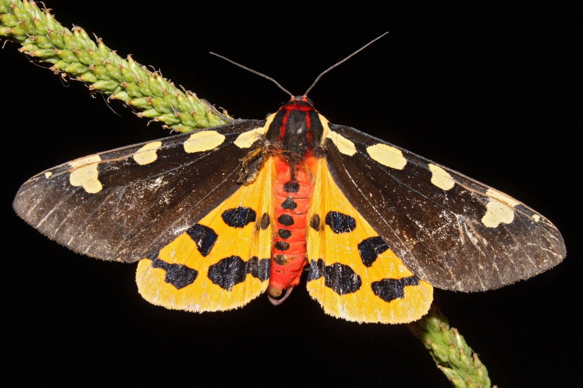 Ночная бабочка Медведица Крымская