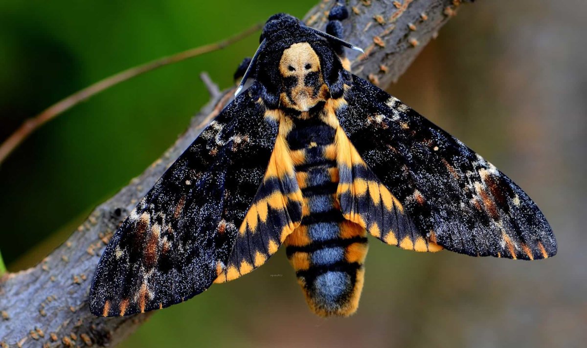 Бабочка Бражник мертвая голова гусеница